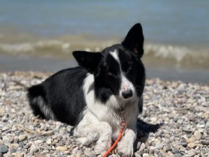 Read more about the article Trekking mit dem Border Collie