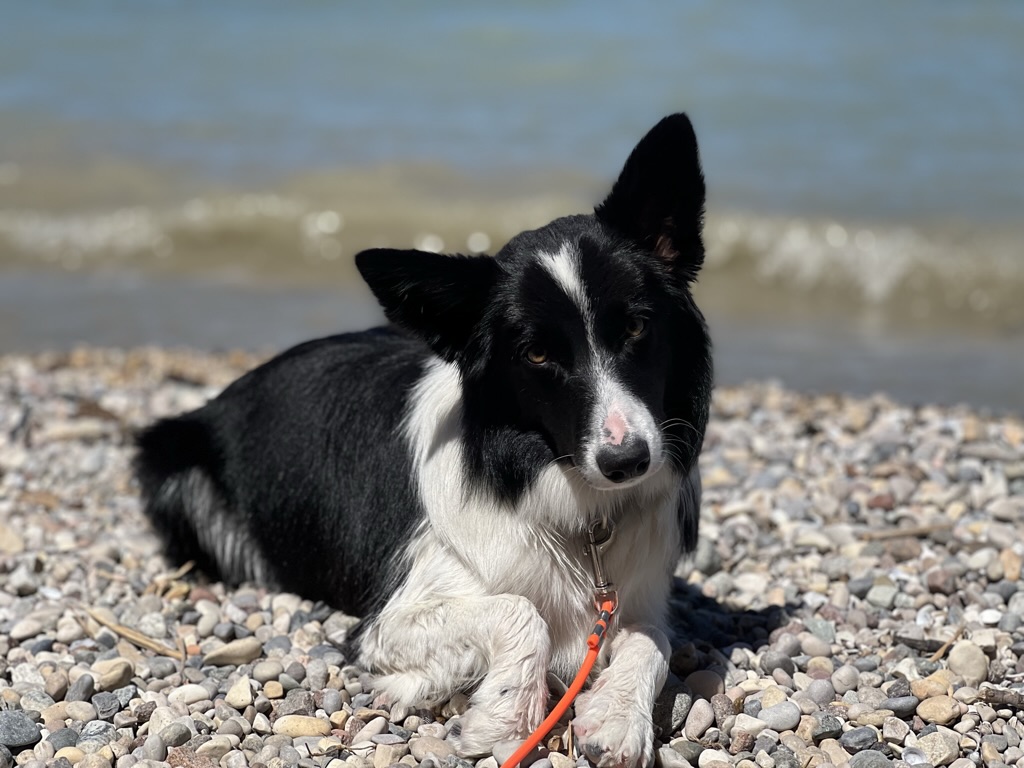 You are currently viewing Trekking mit dem Border Collie